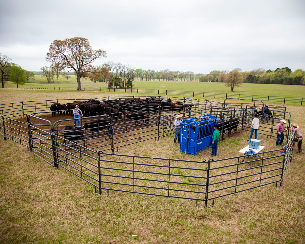 Priefert Premier Open Sweep Corral IMG 9301.png